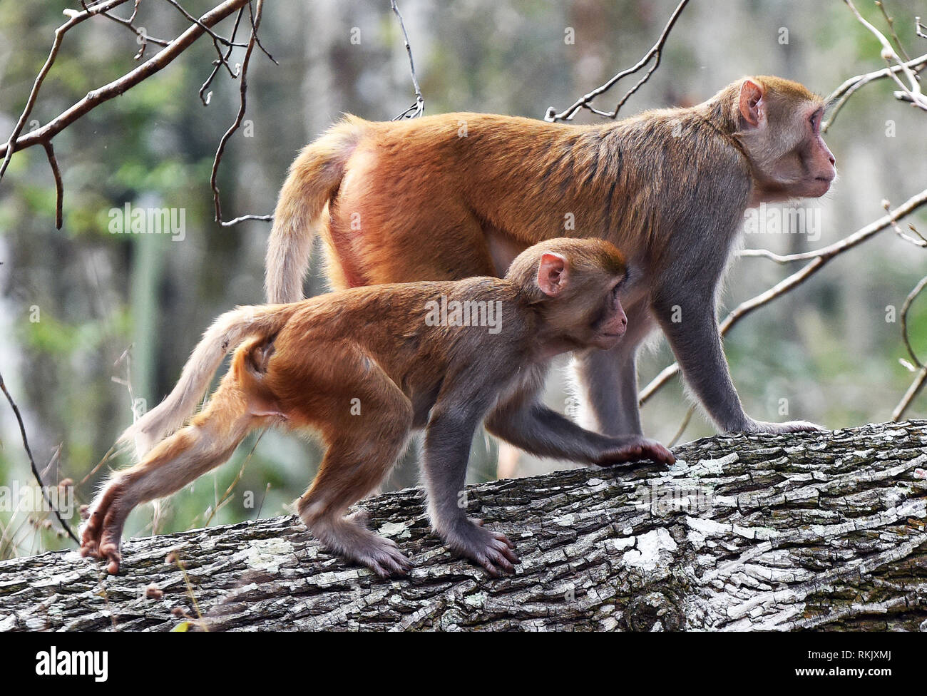 Silver Springs, Floride, USA. Feb 11 2019. Les singes macaques rhésus deux marcher sur un arbre le long de la rivière d'argent de Silver Springs State Park le 11 février 2019 à Silver Springs, en Floride. Le parc abrite au moins 300 des primates, qui sont originaire d'Asie et sont des descendants d'un petit groupe d'animaux qui s'enfuit dans la forêt après avoir été portées à la région dans les années 1930 et 1940 comme une attraction touristique. Crédit : Paul Hennessy/Alamy Live News Banque D'Images