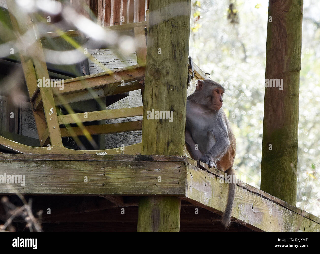 Silver Springs, Floride, USA. Feb 11 2019. Un singe macaque rhésus est assis sur le porche d'une cabane abandonnée le long de la rivière d'argent de Silver Springs State Park le 11 février 2019 à Silver Springs, en Floride. Le parc abrite au moins 300 des primates, qui sont originaire d'Asie et sont des descendants d'un petit groupe d'animaux qui s'enfuit dans la forêt après avoir été portées à la région dans les années 1930 et 1940 comme une attraction touristique. Crédit : Paul Hennessy/Alamy Live News Banque D'Images