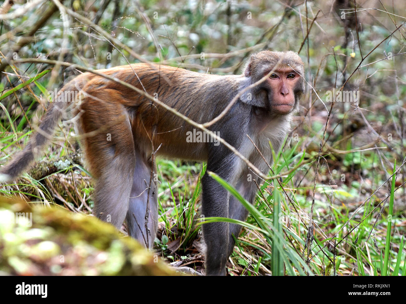 Silver Springs, Floride, USA. Feb 11 2019. Un singe macaque rhésus cherche de la nourriture le long de la rivière d'argent de Silver Springs State Park le 11 février 2019 à Silver Springs, en Floride. Le parc abrite au moins 300 des primates, qui sont originaire d'Asie et sont des descendants d'un petit groupe d'animaux qui s'enfuit dans la forêt après avoir été portées à la région dans les années 1930 et 1940 comme une attraction touristique. Crédit : Paul Hennessy/Alamy Live News Banque D'Images