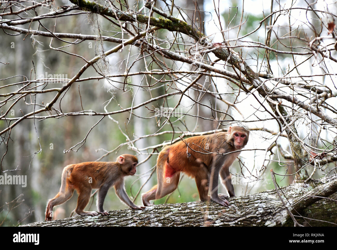 Silver Springs, Floride, USA. Feb 11 2019. Les singes macaques rhésus deux marcher sur un arbre le long de la rivière d'argent de Silver Springs State Park le 11 février 2019 à Silver Springs, en Floride. Le parc abrite au moins 300 des primates, qui sont originaire d'Asie et sont des descendants d'un petit groupe d'animaux qui s'enfuit dans la forêt après avoir été portées à la région dans les années 1930 et 1940 comme une attraction touristique. Crédit : Paul Hennessy/Alamy Live News Banque D'Images