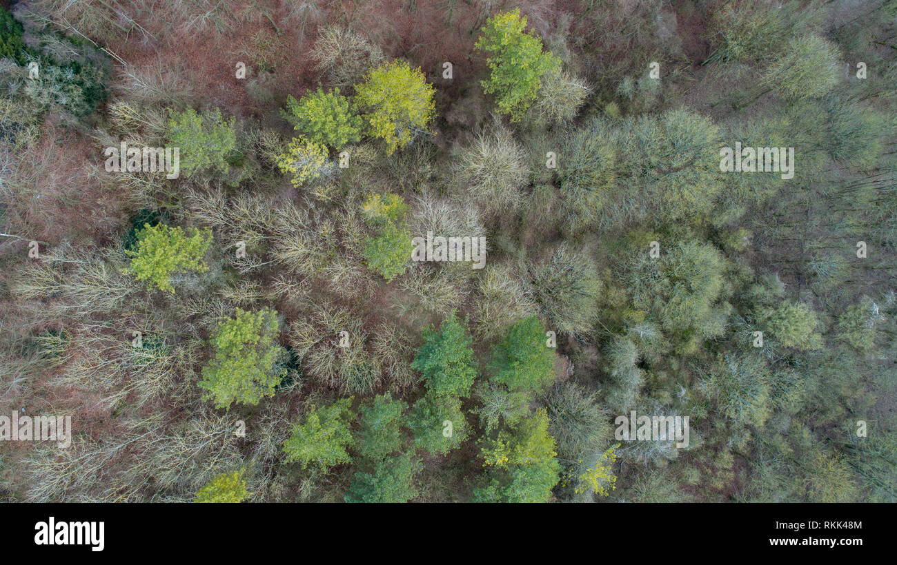 À la droit vers le bas au tree tops d'en haut Banque D'Images