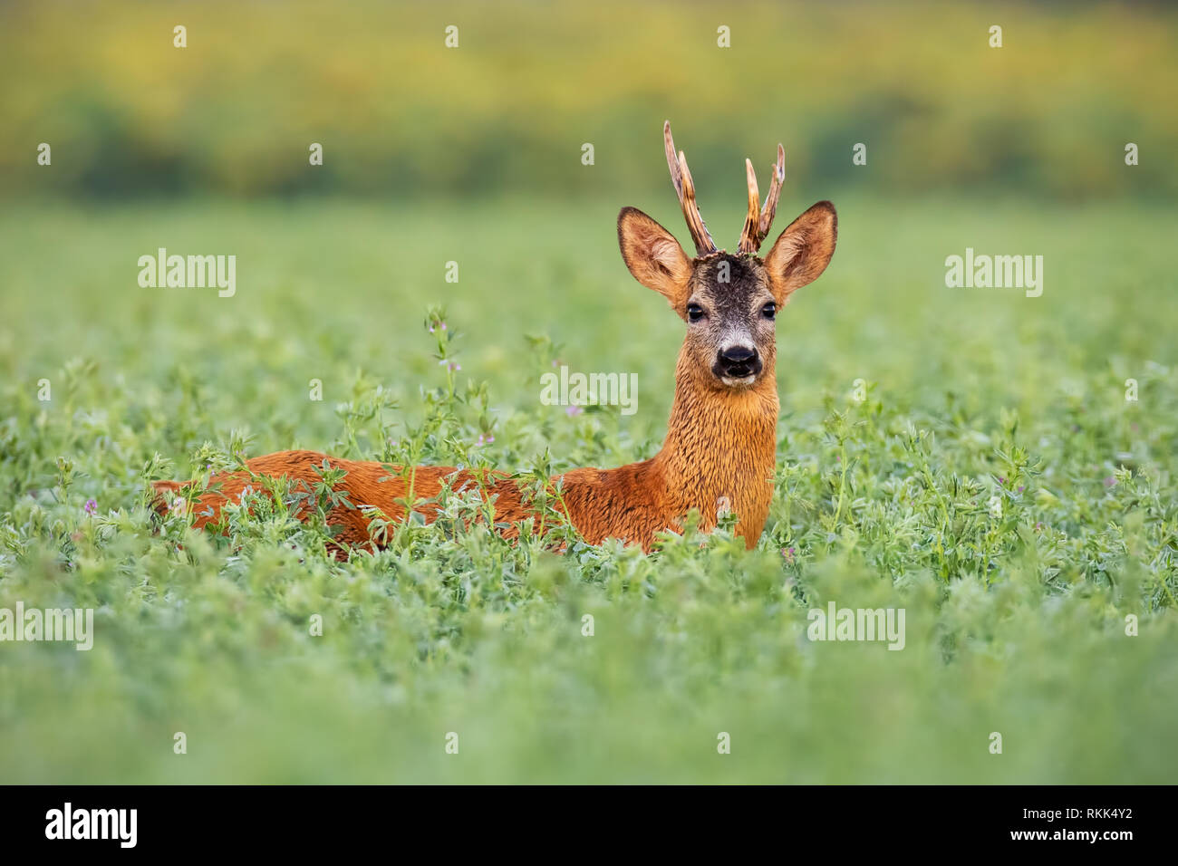 Chevreuil buck dans tall clover humide de la rosée Banque D'Images