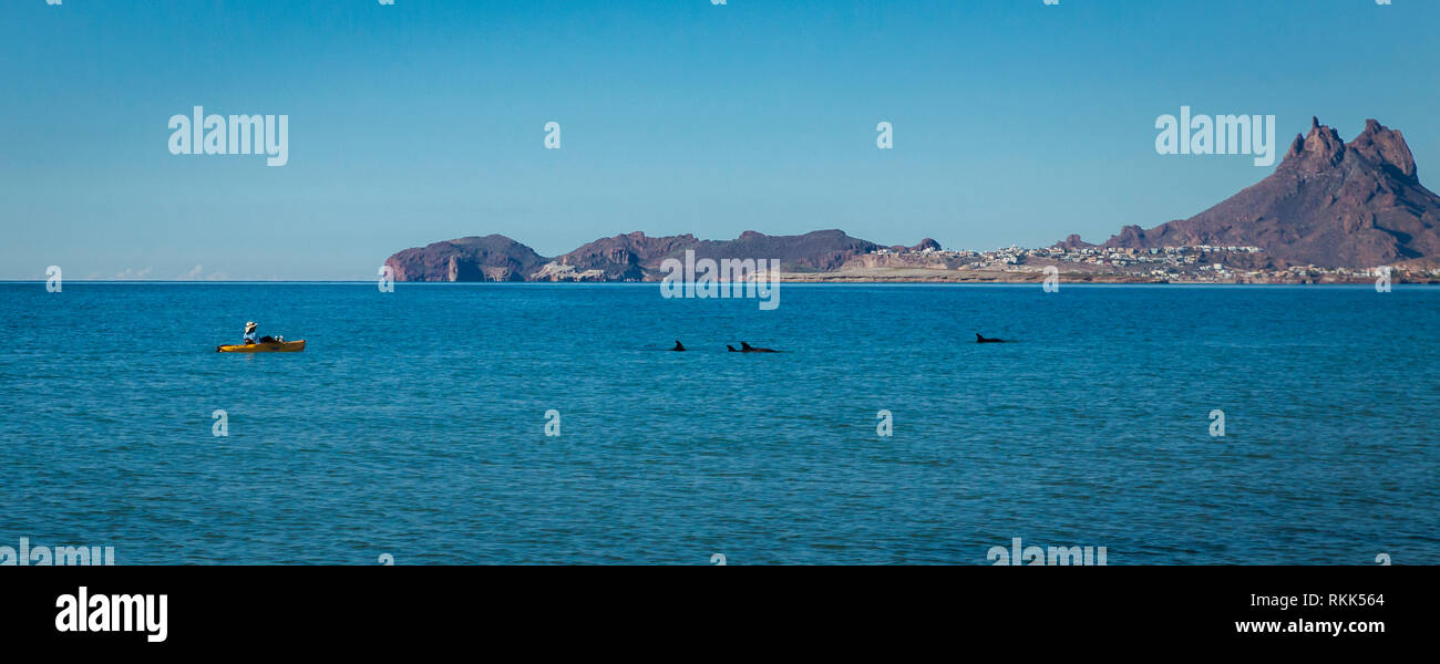 Un plaisancier pédale suit tranquillement de pod dauphins qui sont se nourrir les eaux peu profondes du Mont Tetakawi Bay, côte nord-ouest du Mexique. Banque D'Images