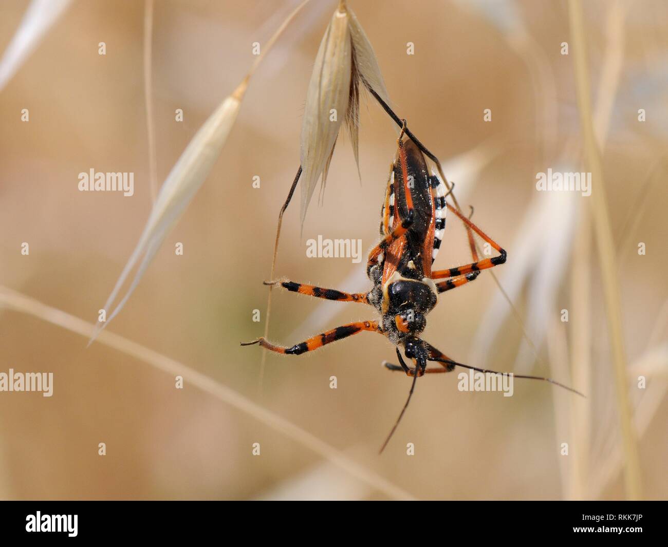 Assassin bug (Rhynocoris punctiventris) pendu à une fleur de l'herbe, les broussailles côtières, Lesbos (Mytilène), Grèce, juin. Banque D'Images