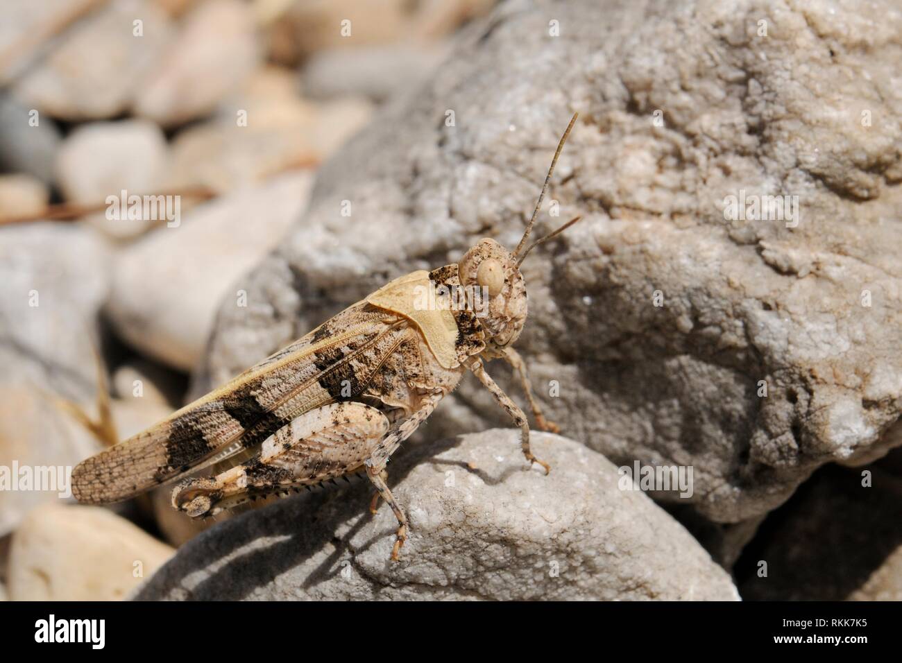 Red-winged grasshopper (Oedipoda aurea), bien camouflés parmi les pierres sur une pente sèche près de la côte, de Samos en Grèce, en juillet. Banque D'Images