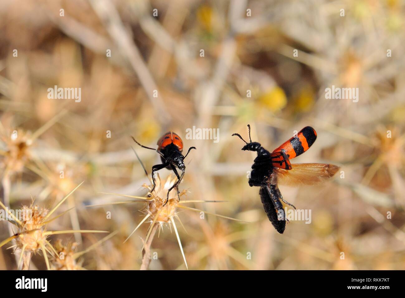 Blister beetle (Mylabris quadripunctata) passe à proximité d'une autre avant d'atterrir à proximité. Lesbos, Grèce. Méloés toxiques de ce genre souvent aggregat Banque D'Images