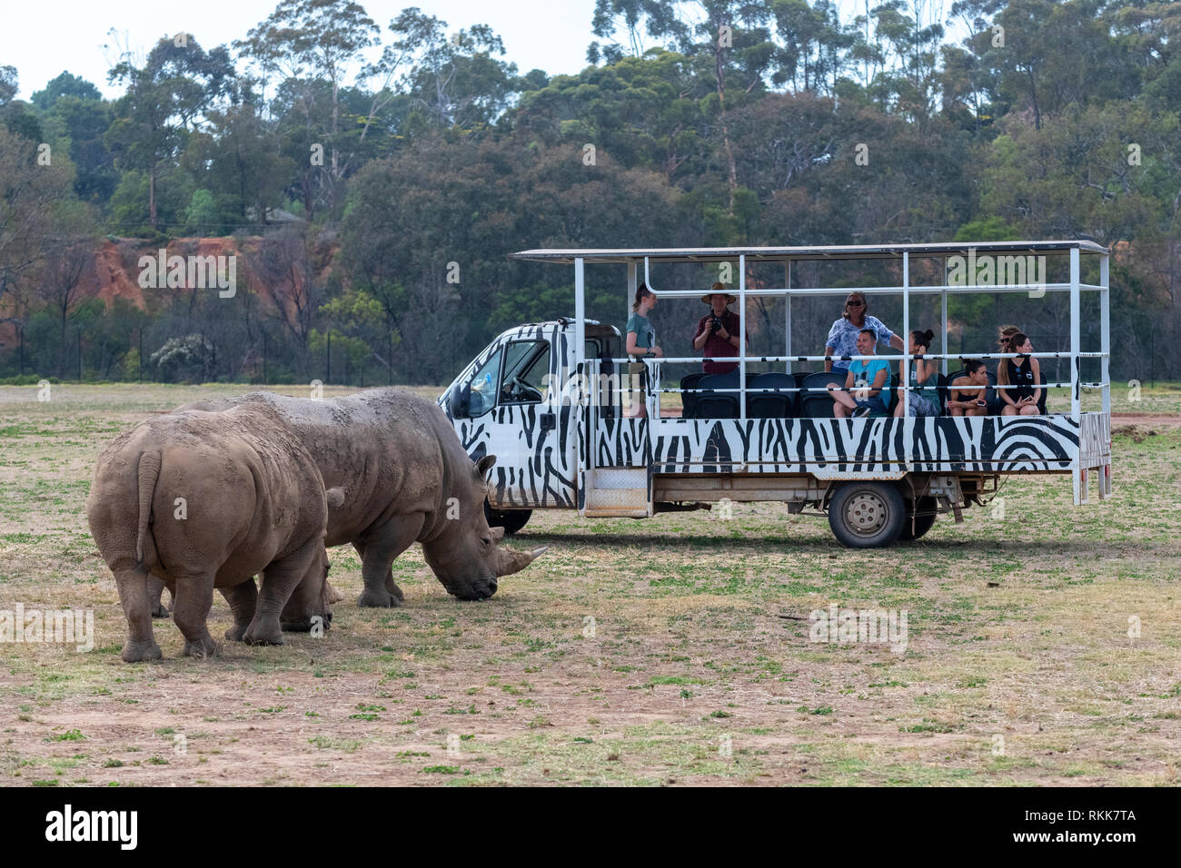 Les rhinocéros blancs et véhicule à la Werribee Open Range Zoo. L'espèce est considérée comme quasi menacée. Banque D'Images