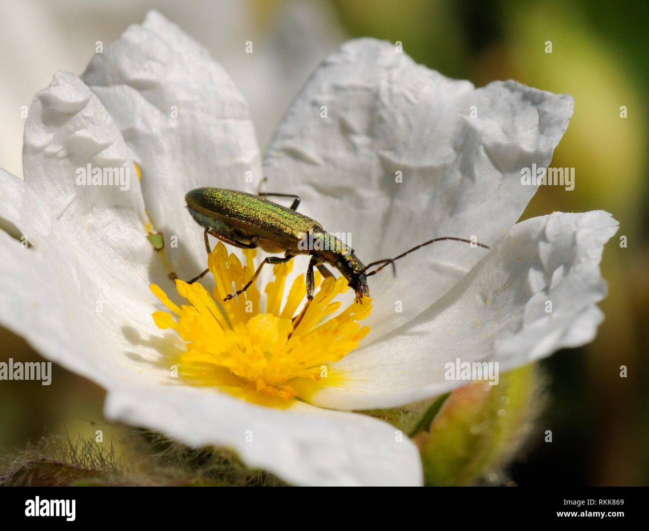 Faux blister beetle (Chrysanthia viridissima) se nourrissant de pollen Rock rose (Cistus sp.) fleur, Parc National de l'île de Port Cros, France. Banque D'Images