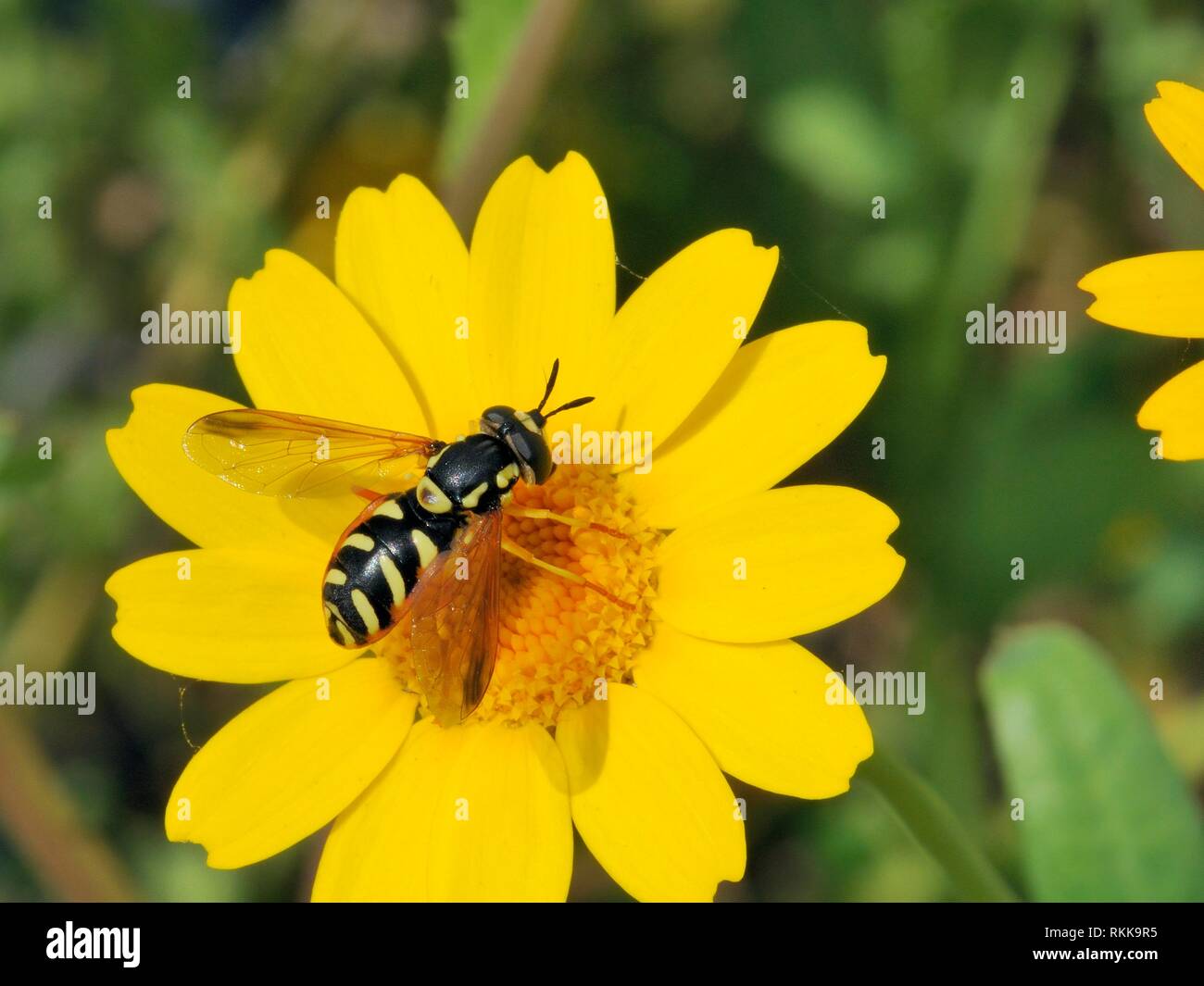 Wasp-imitant Hoverfly (Chrysotoxum cisalpinum) qui se nourrissent de couronne daisy (chrysanthème coronarium), Corse, France, mai. Banque D'Images