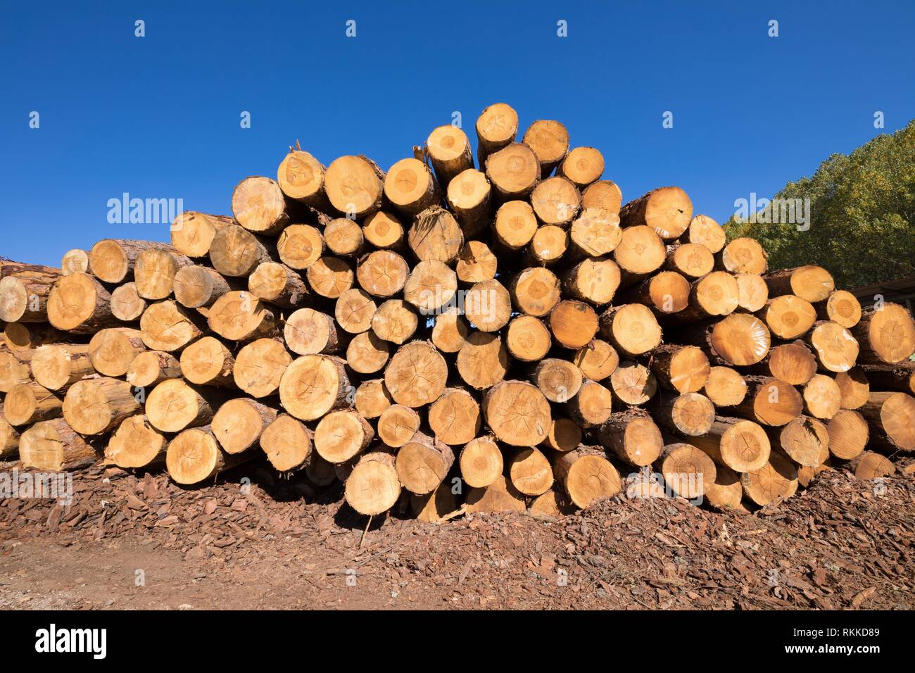 Grosse pile de coupes rondes de bois d'arbre, tronçonneuse électrique  rouge. Les grumes sont sciées à partir des troncs de bouleau empilés dans  une pile. Bois de chauffage de bouleau. Compost s