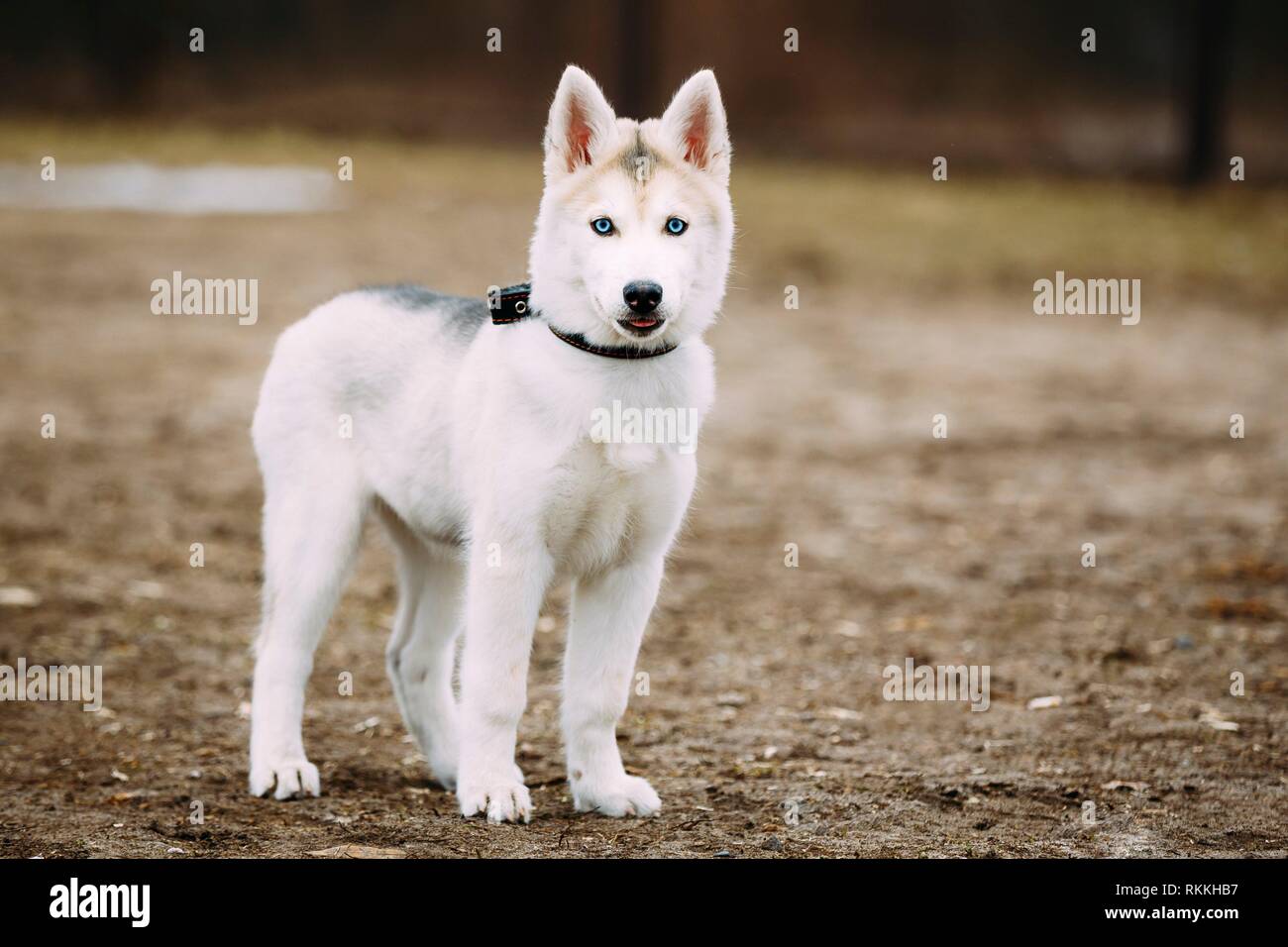 Drole Jeune Chiot Husky Blanc Aux Yeux Bleus Jouer Dehors Dans Le Parc De L Automne Photo Stock Alamy