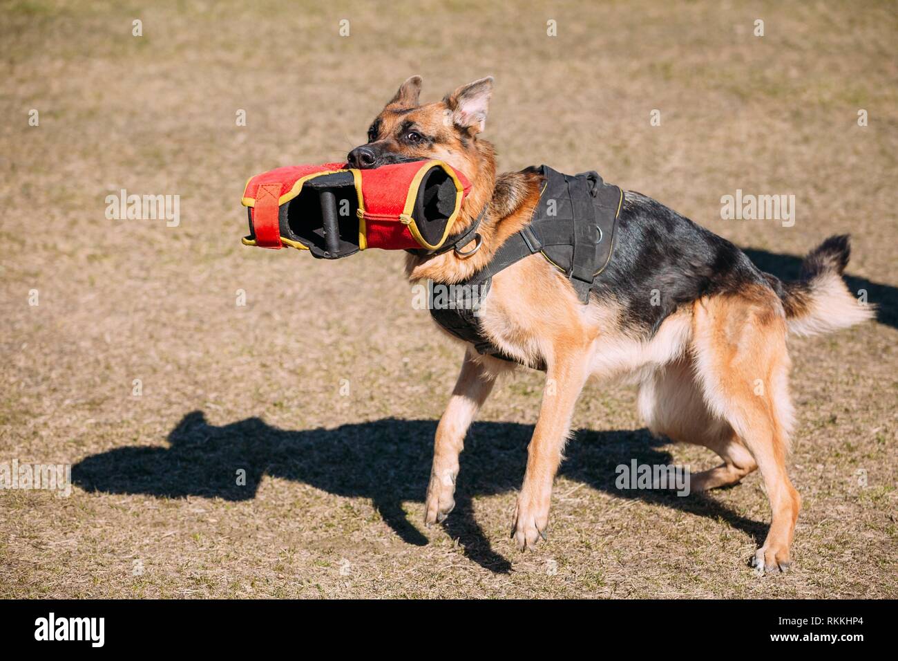 Morsure de chien berger allemand Banque de photographies et d’images à