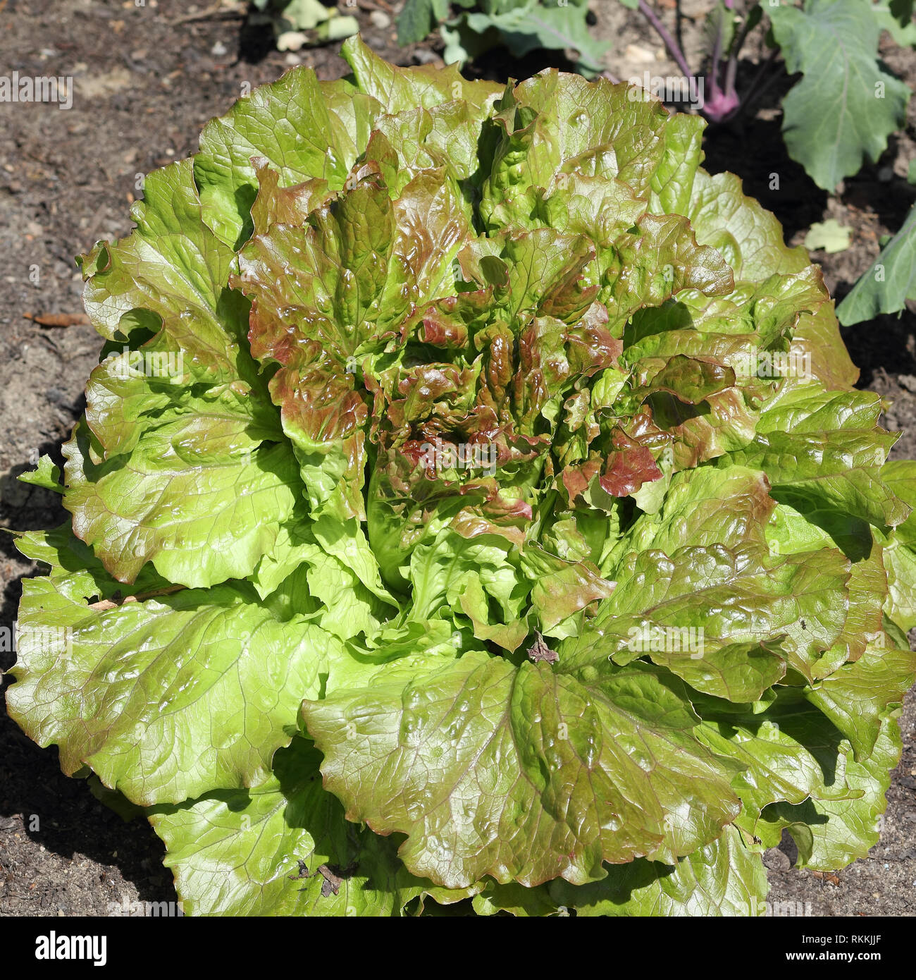 Batavia Laitue, Lactuca sativawholesome Banque D'Images