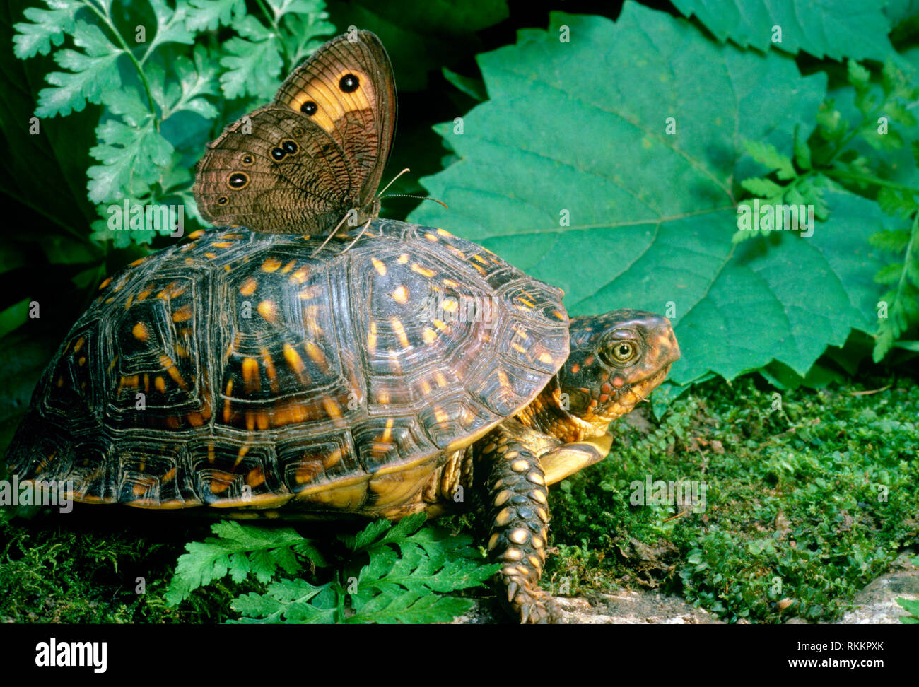 Fort belle donne tortue papillon Buckeye un tour sur l'arrière de sa coquille chaude, Missouri USA Banque D'Images