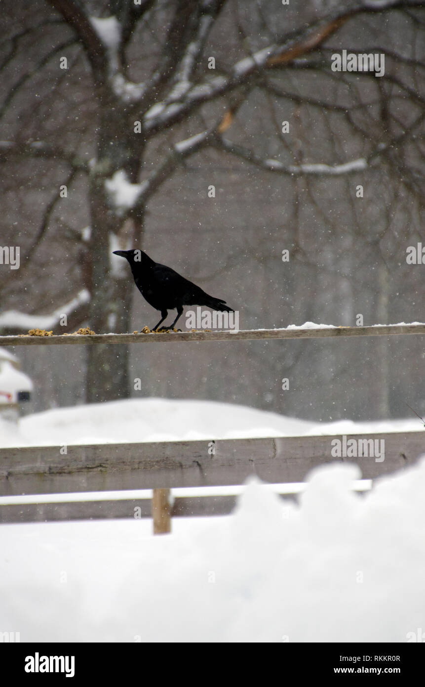 Crow debout sur une clôture en neige, Maine, USA Banque D'Images