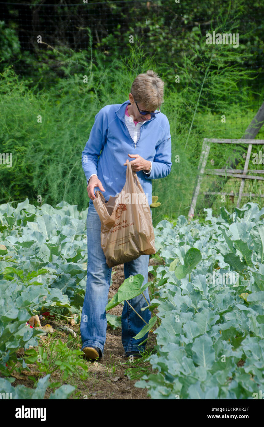 Senior woman walking la rangée de kale en potager avec sac pour récolter les choux, jardin communautaire, Maine USA Banque D'Images
