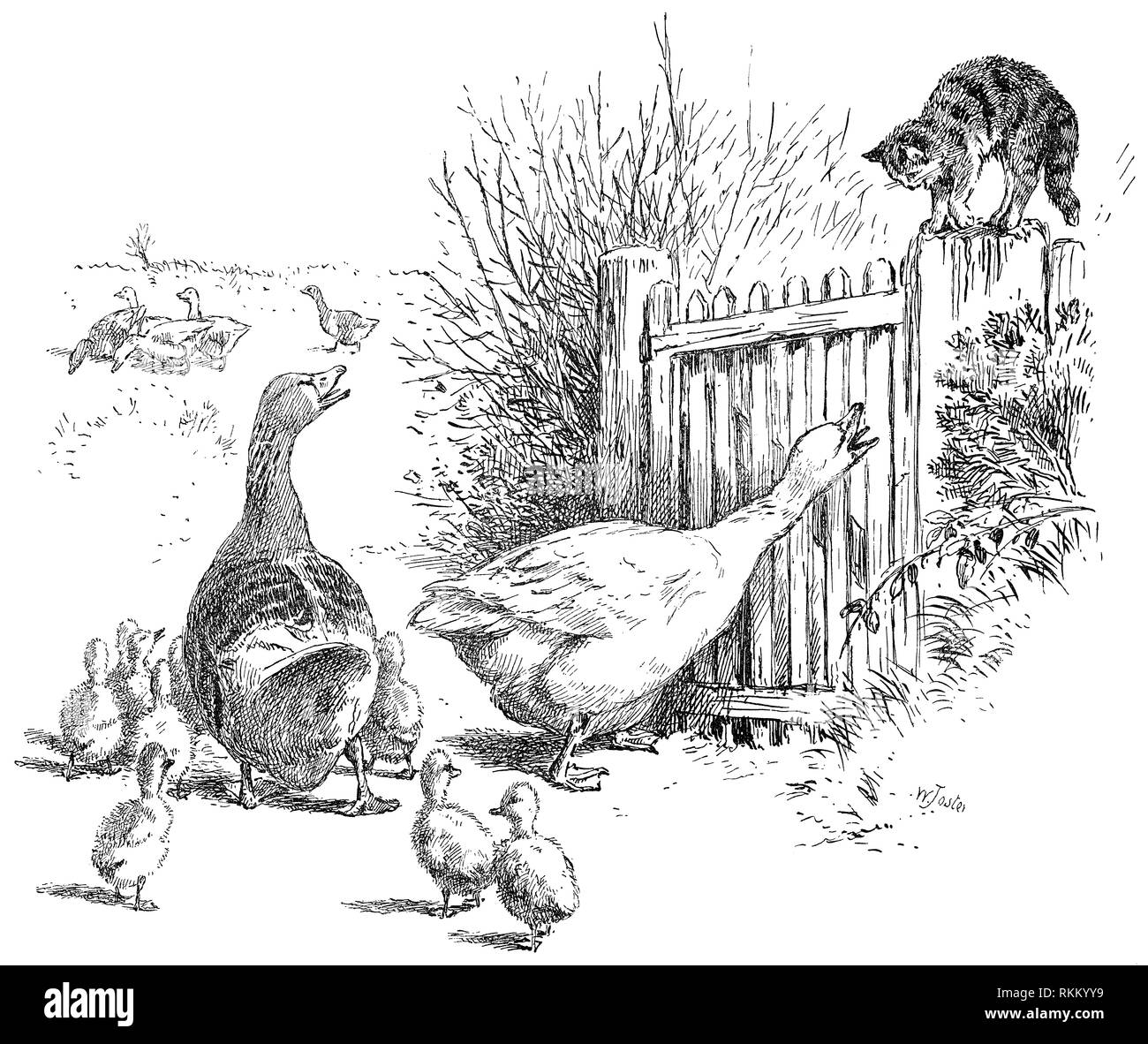 1892 vintage illustration d'oies et oisons à résister à un chat. Maison de Vacances 1892 Nisters de annuelle. Banque D'Images