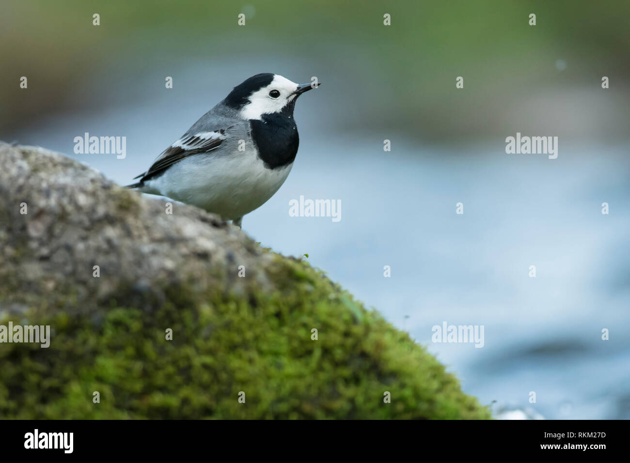 La queue de cheval blanche (motacilla alba) assise sur la pierre près de la rivière. Banque D'Images