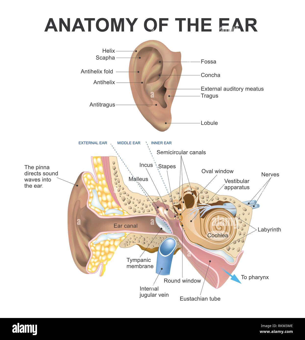 L'oreille humaine se compose de trois parties l'oreille externe, oreille  moyenne et oreille interne. Le conduit auditif de l'oreille externe est  séparée de l'air rempli Photo Stock - Alamy