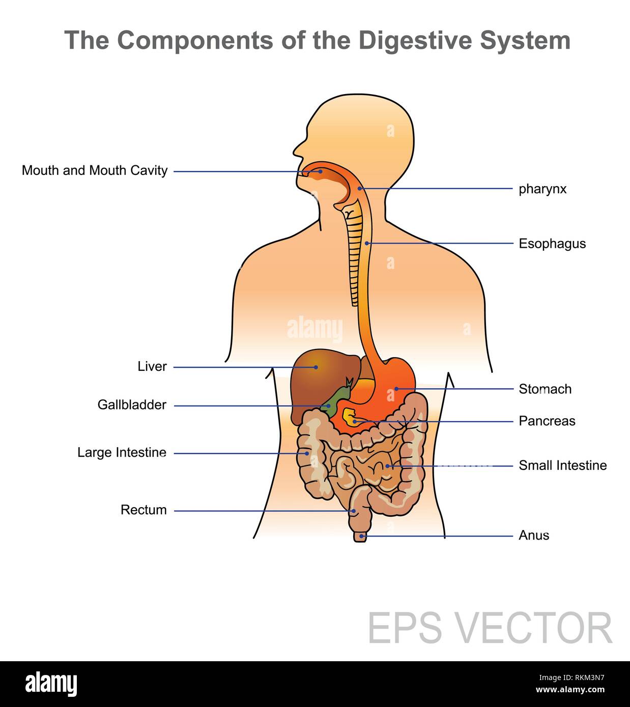 Sur Un Schema Localiser Les Differents Organes De L appareil Digestif Digestion, diagram Banque de photographies et d'images à haute résolution - Alamy