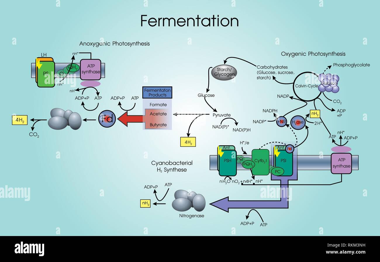 La fermentation est un processus métabolique qui convertit le sucre pour acides, gaz ou de l