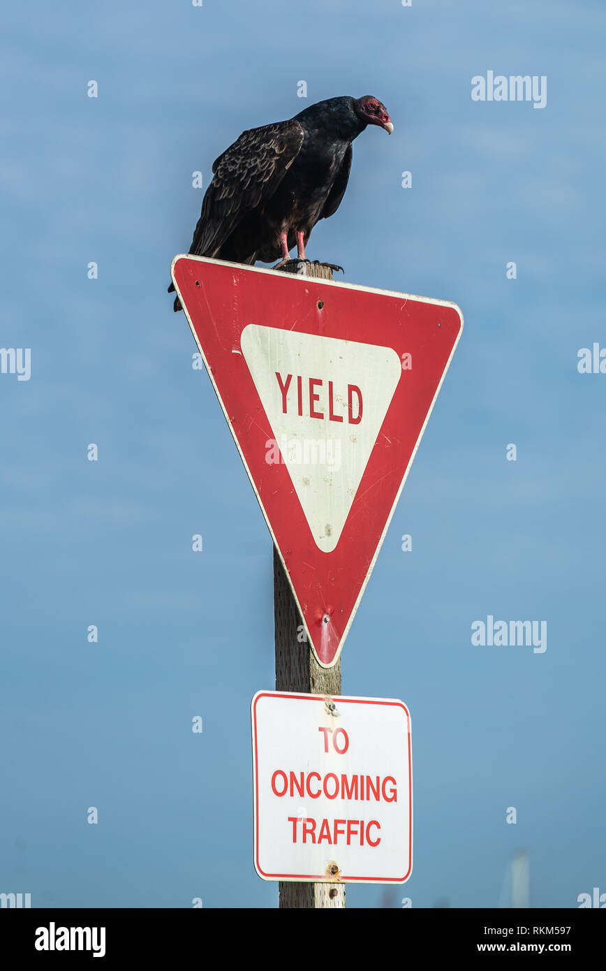 Buse Urubu Condor prêt à prendre son envol. Assis sur un rendement de la rue signe. L'océan Pacifique en Californie Banque D'Images