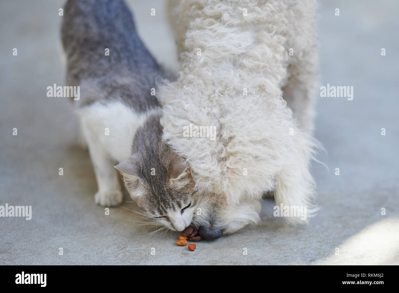 Chien et chat lutte pour la nourriture. Animaux de manger ensemble Banque D'Images