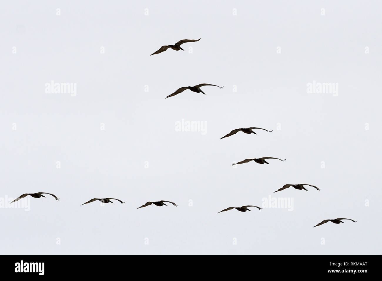 A Flock of seagulls voler dans le ciel. Banque D'Images