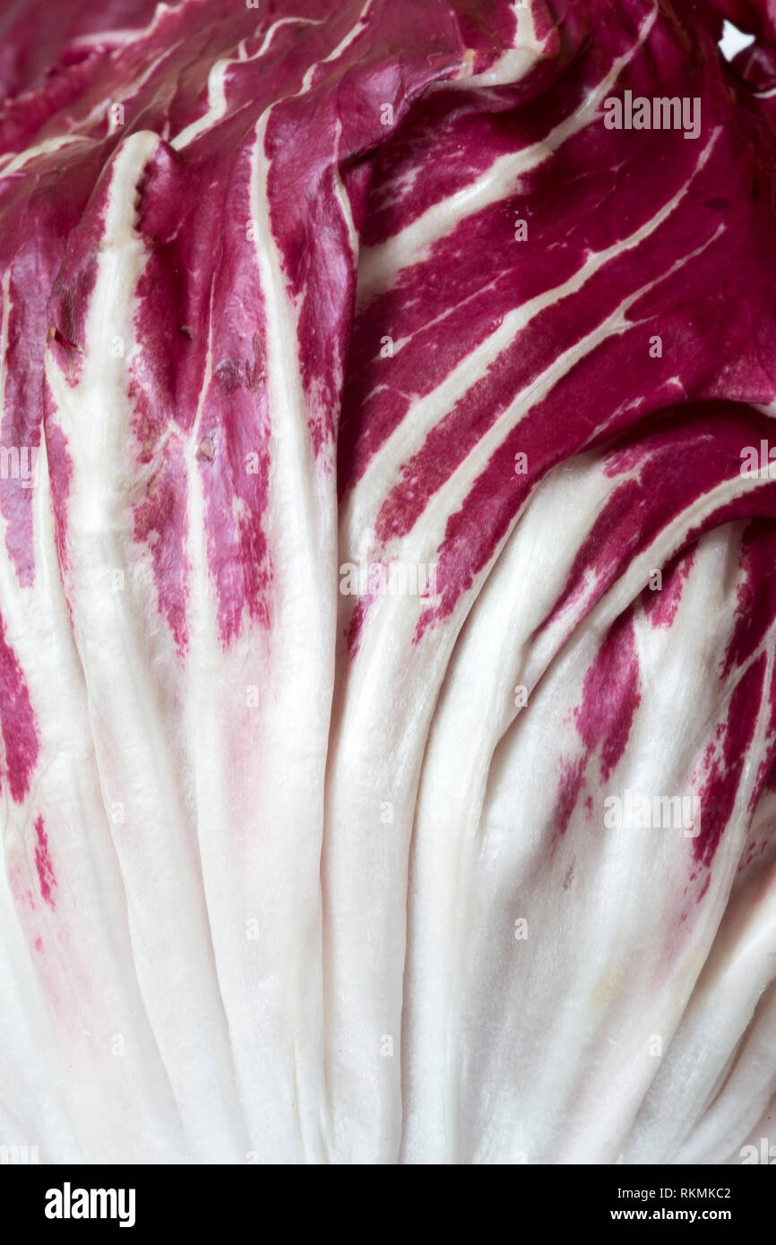 Feuilles de radicchio close up Banque D'Images
