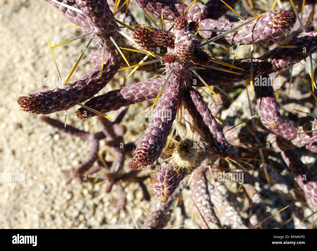 Purple Cane Cholla Cactus, désert de Mojave en Californie Banque D'Images