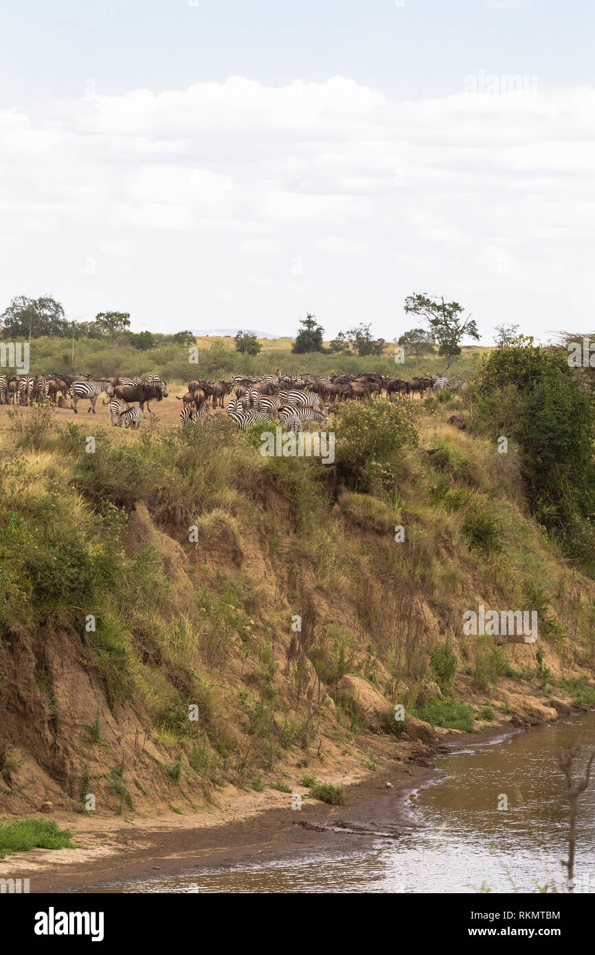 Troupeau d'herbivores sur l'hige précipice. Afrique du Sud Banque D'Images