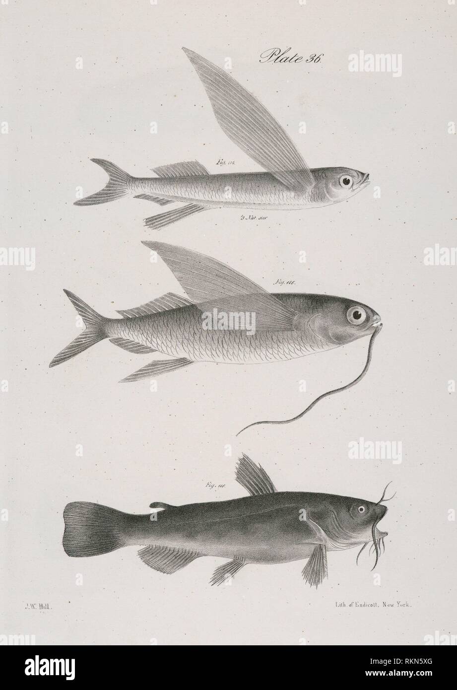 114 La New York Flying Poisson Exocetus Noveboracensis 115 Le Poisson Volant Barbu E Comatus 116 Le Poisson Chat Noir Pimelodus Photo Stock Alamy