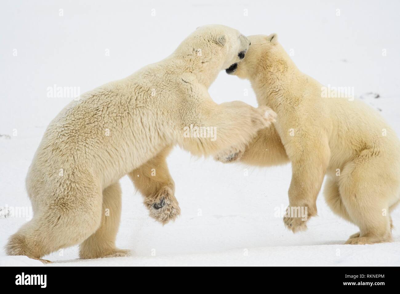 L'ours polaire (Ursus maritimus) Interaction et sparring, Churchill Wildlife Management Area, Churchill, Manitoba, Canada. Banque D'Images