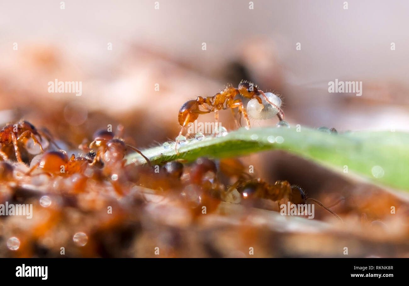 Ant se déplacent leur œuf Banque D'Images