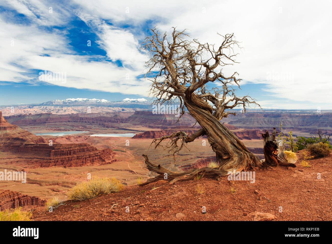 Dead tree juniper à Dead Horse Point State Park, Utah, USA. La Sal Mountains en arrière-plan. Banque D'Images