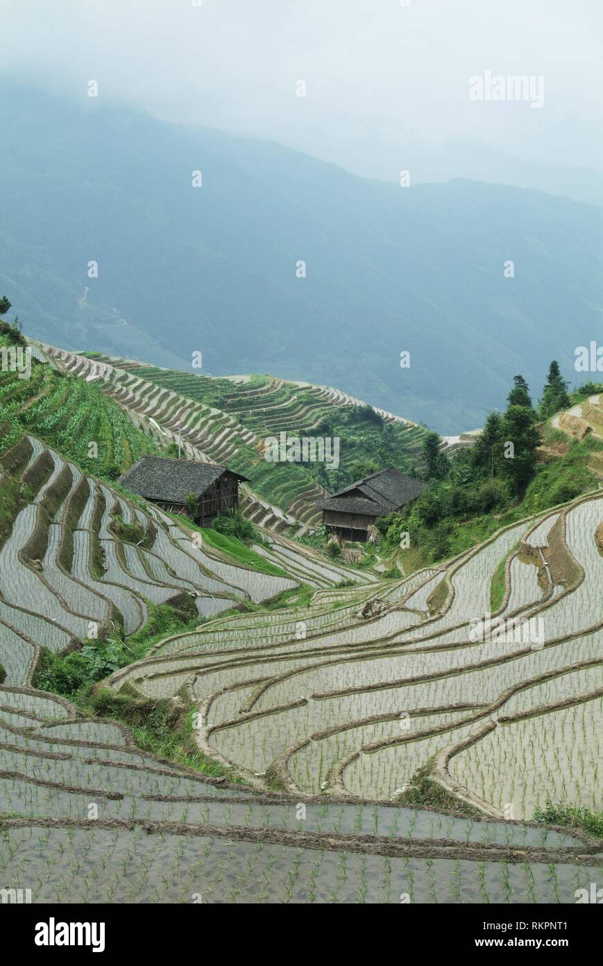 Une section de la spectaculaire Longji- Dragon's backbone Rice Terraces à Ping'An, Longshen Comté. Couper dans le relief du terrain et exploité par ma Banque D'Images