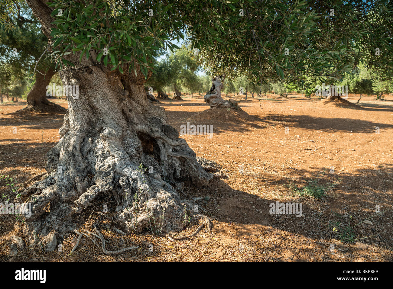 Plantation olive méditerranéenne avec un vieil olivier au premier plan. Banque D'Images