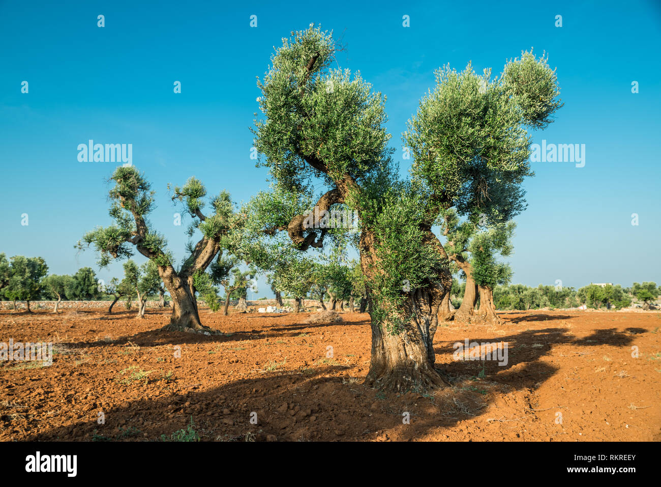 Plantation olive méditerranéenne avec un vieil olivier au premier plan. Banque D'Images