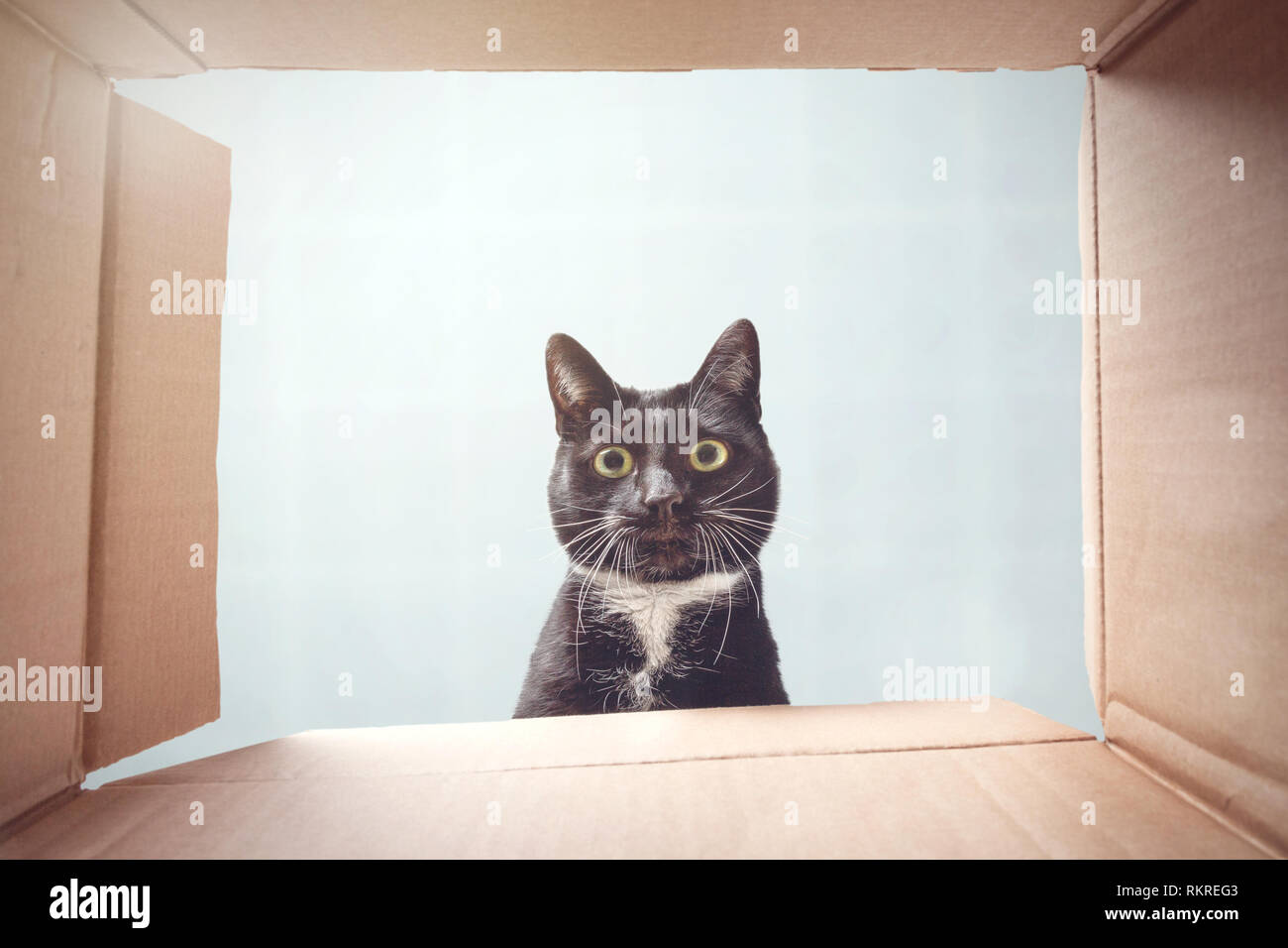 Cat à l'intérieur d'une boîte en carton avec curiosité Banque D'Images