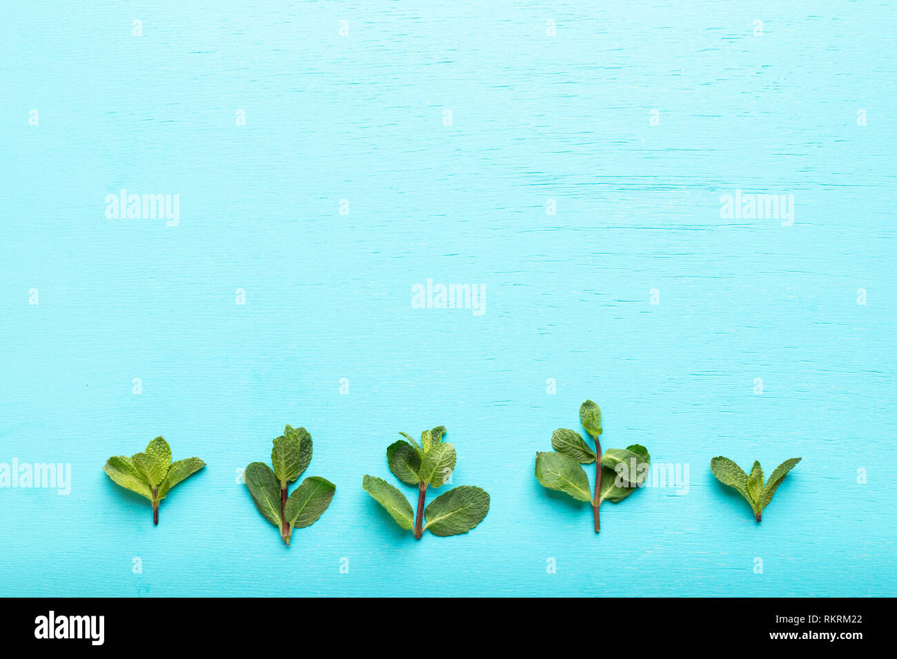 Rangée de cinq feuilles de menthe verte bas de fond bleu turquoise. Banque D'Images