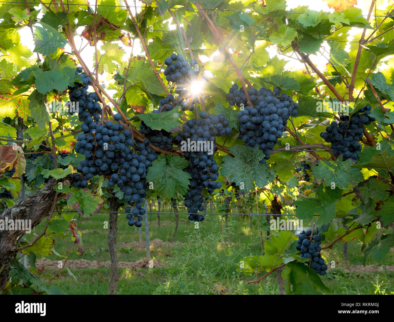 Les raisins bleus mûrs pendent dans l'éclairage direct du soleil sur la brousse Banque D'Images