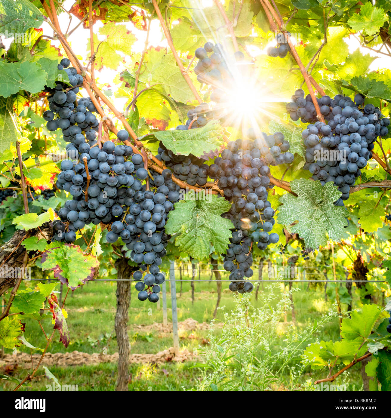 Les raisins bleus mûrs pendent dans l'éclairage direct du soleil sur la brousse Banque D'Images