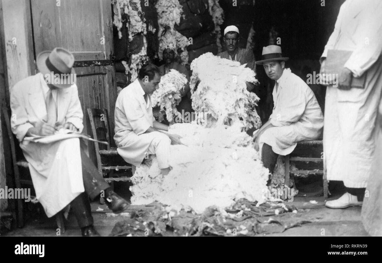 L'Afrique, l'Egypte, Alexandrie egypte, sélection de qualité de coton, 1930 Banque D'Images