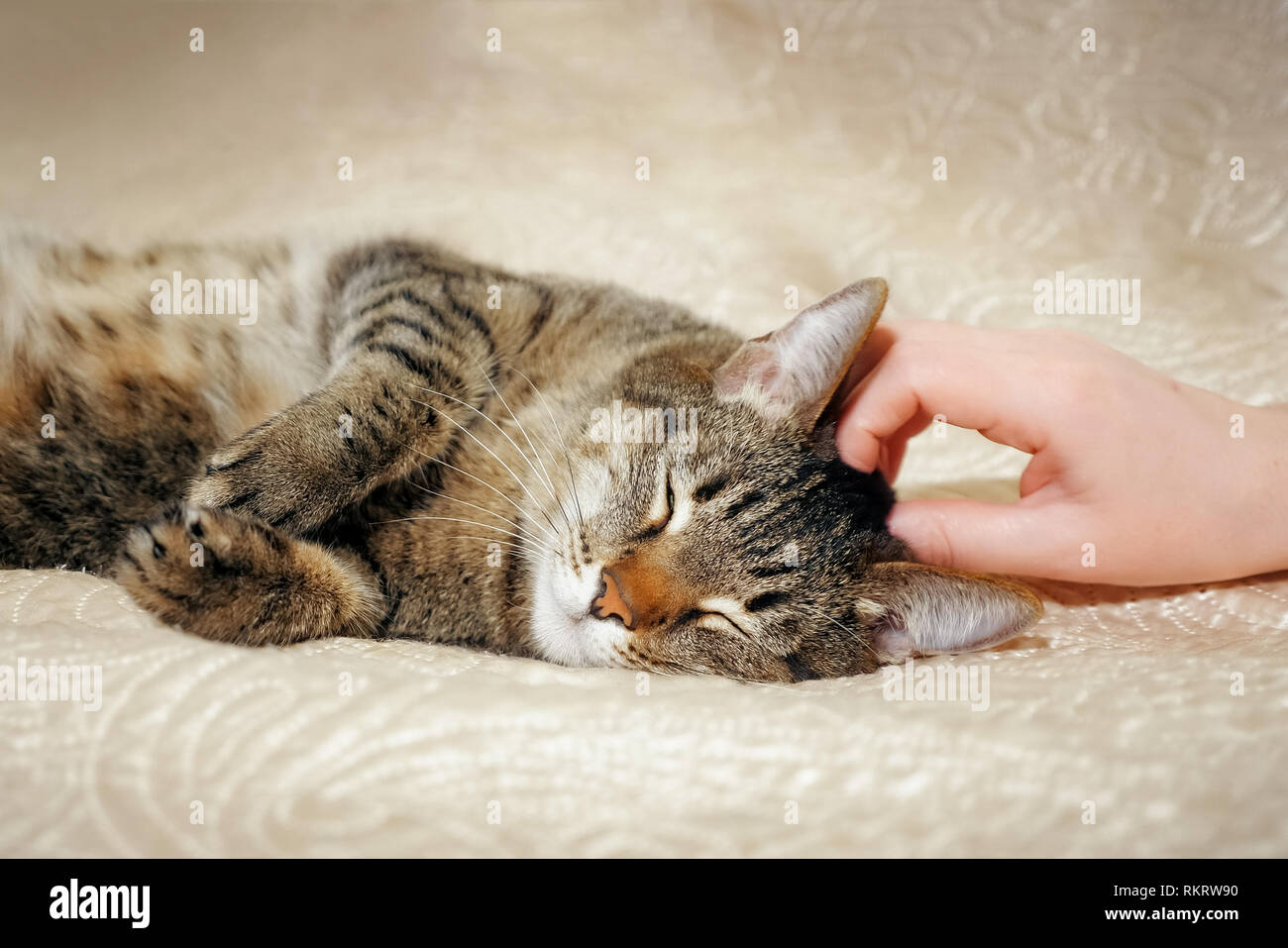 Les Mains Caressant Son Joli Un Chat Mignon Allonge Sur Le Canape Photo Stock Alamy