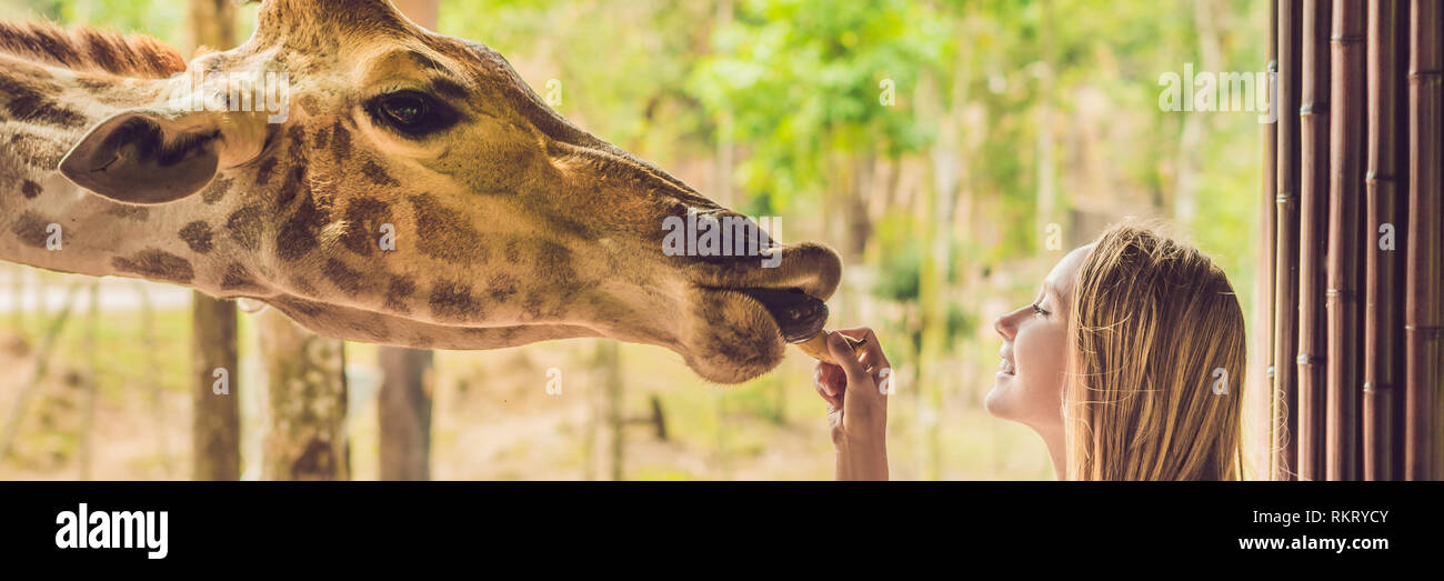 Happy young woman watching et d'alimentation girafe zoo. Happy young woman having fun with animaux Safari park sur bannière chaude journée d'été, format long Banque D'Images