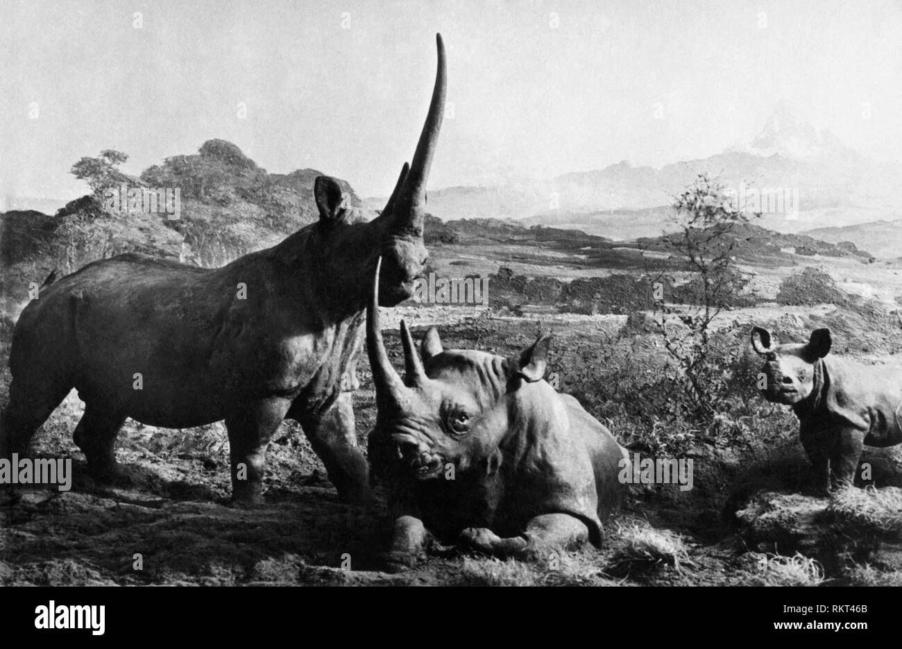 L'Afrique, le Kenya, les rhinocéros, 1920 Banque D'Images