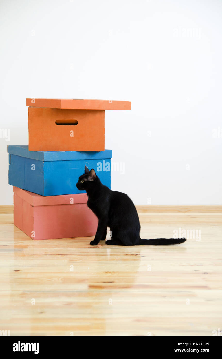 Déménagement à new home concept. Boîtes de carton et chat noir dans rénové nouvelle maison appartement. Banque D'Images