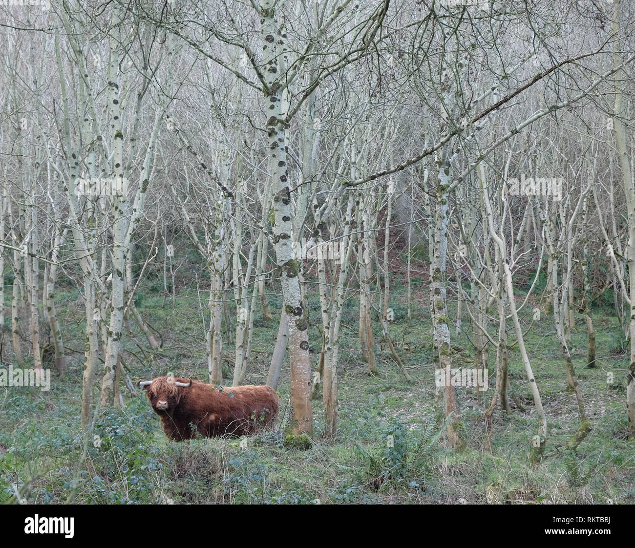 Aberdeen Angus Highland parmi les bouleaux, Glynn, comté d'Antrim. Banque D'Images