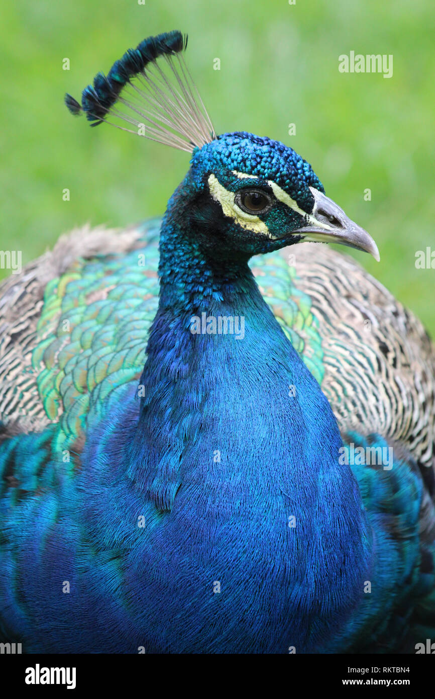 Paons indiens ou des paons bleus (Pavo cristatus) mâle Banque D'Images