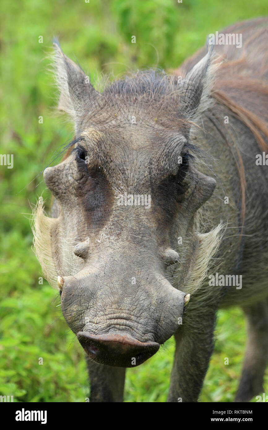 Portrait d'un phacochère Phacochoerus africanus en mole NP, Ghana Banque D'Images